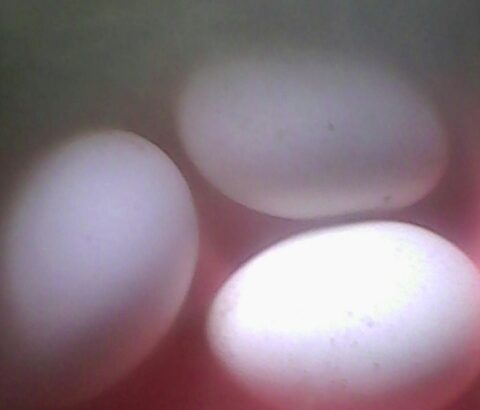 Fertilized Turkey eggs