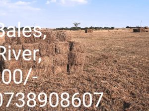 Boma Rhodes Hay For Sale