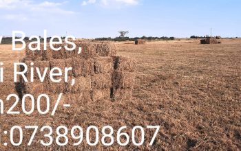 Boma Rhodes Hay For Sale