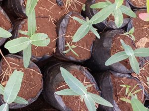 Cypress and Bluegum seedlings