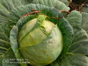 Fresh cabbage for sale