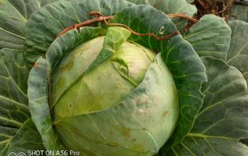 Fresh cabbage for sale