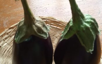 Eggplant/Brinjal