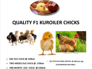 QUALITY F1 KUROILER CHICKS