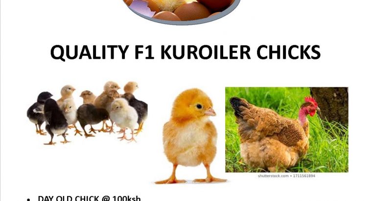 QUALITY F1 KUROILER CHICKS