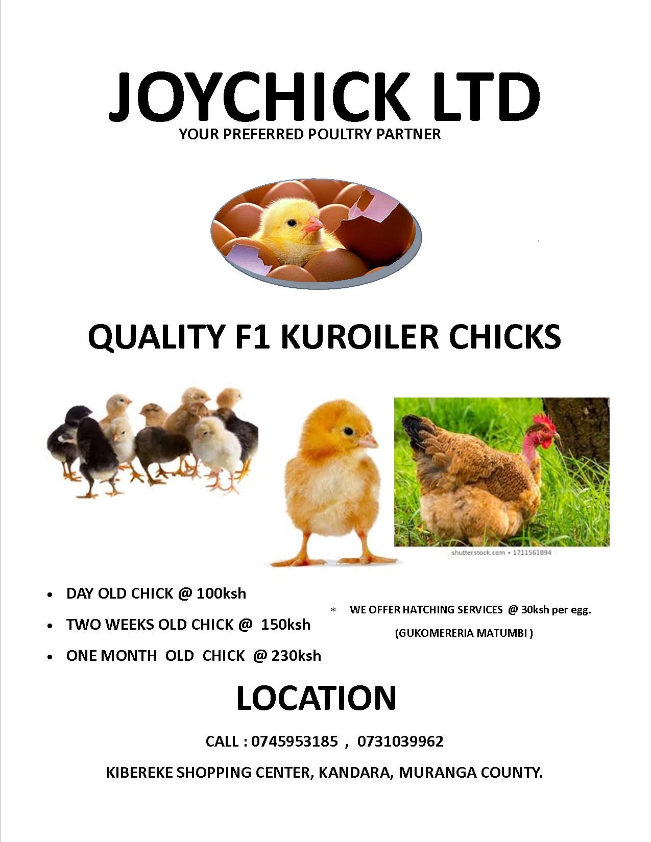 QUALITY F1 KUROILER CHICKS Farmers Market Kenya