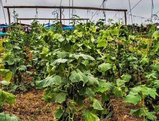 Trellising Twine