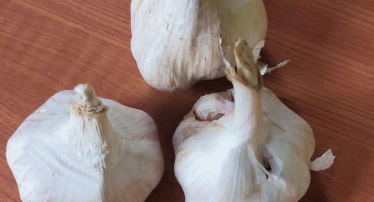 fresh garlics for sale