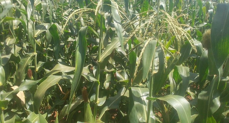 Green maize stems