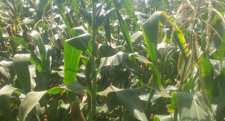 Green maize stems
