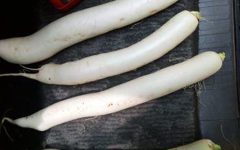 horseradish for sale (fresh)