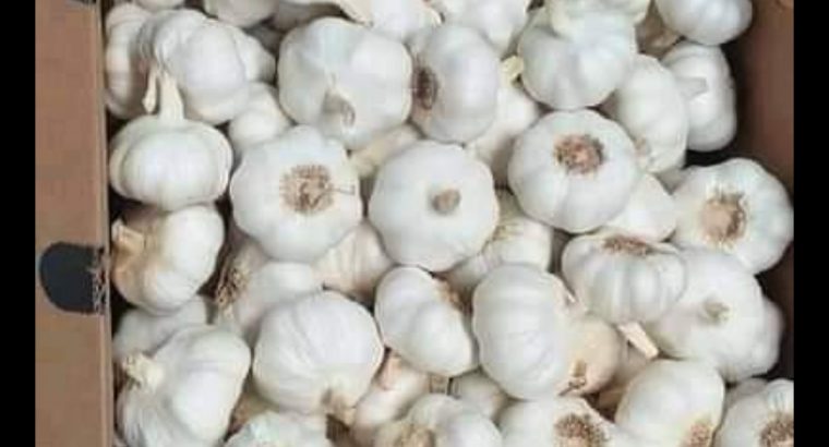fresh garlics for sale