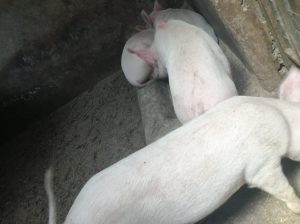 Pigs Available