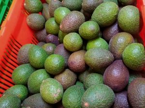 fresh avocado for sale