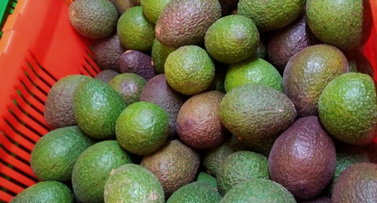 fresh avocado for sale