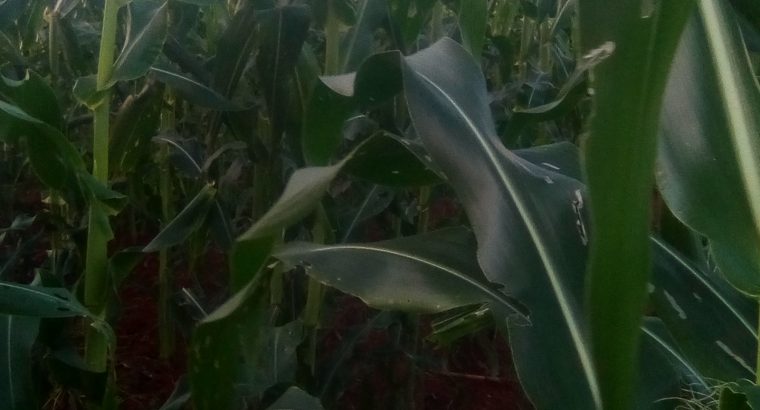 Green maize 🌽