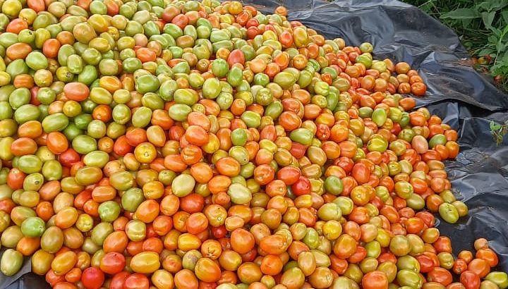 Tomatoes for sale