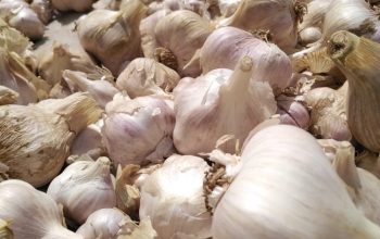 Garlic buyers