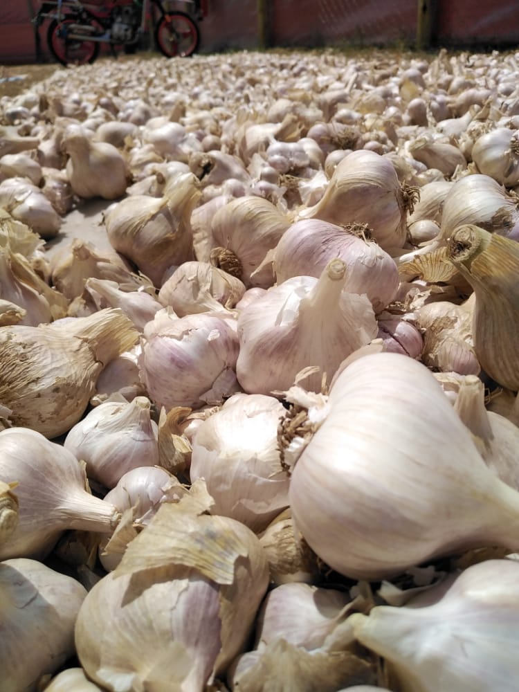 Garlic buyers Farmers Market Kenya