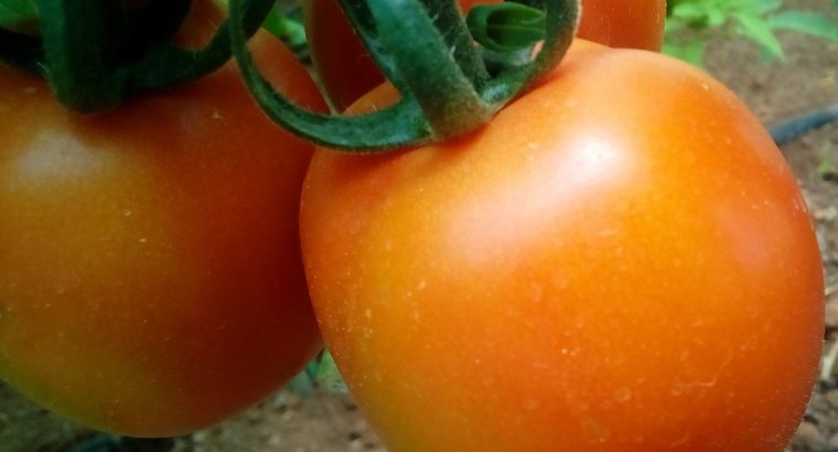 Tomatoes Anna F1