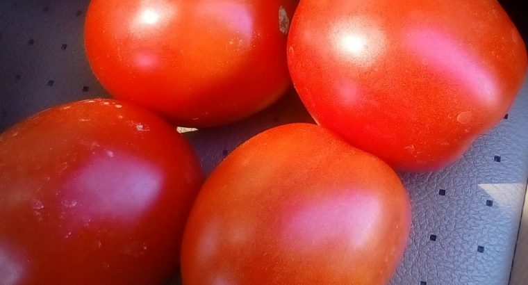 Tomatoes Anna F1
