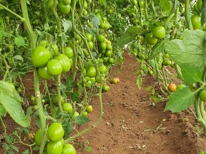 Sumptuous Tomatoes