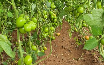 Sumptuous Tomatoes