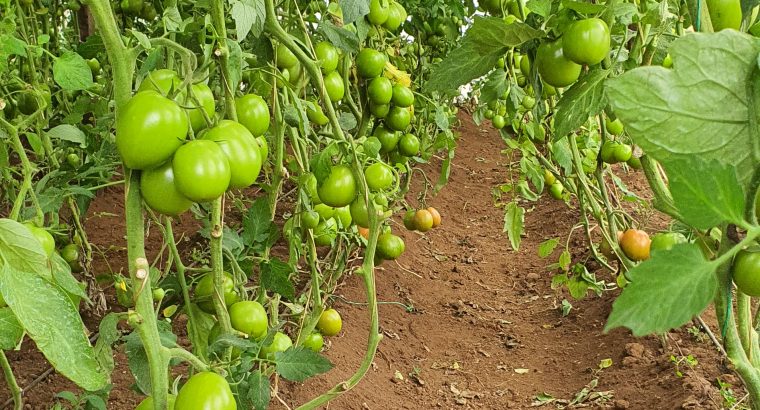 Sumptuous Tomatoes