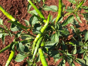 Birds Eye Chilli (Green)