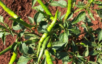 Birds Eye Chilli (Green)