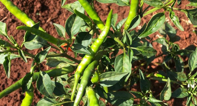 Birds Eye Chilli (Green)