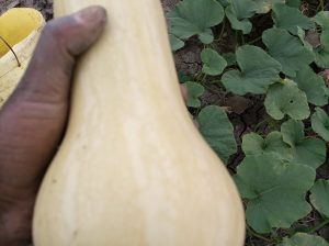 Fresh Butternut