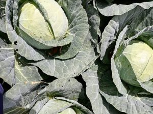 Fresh Cabbages for Sales