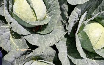 Fresh Cabbages for Sales