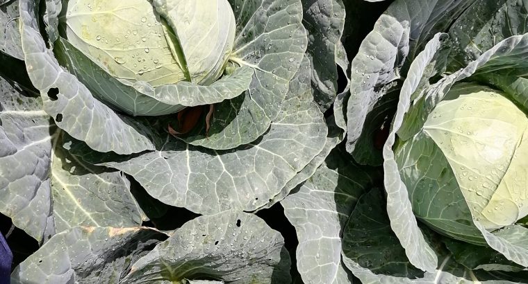 Fresh Cabbages for Sales