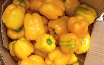 Red and Yellow Capsicum