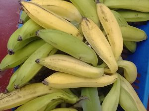 Plantain Bananas