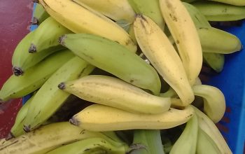 Plantain Bananas