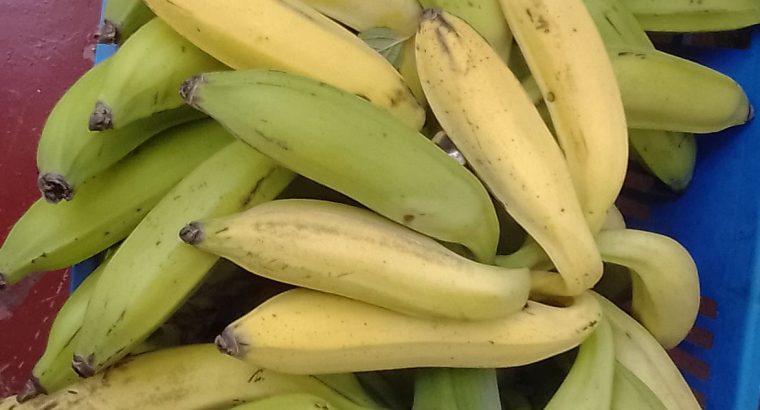 Plantain Bananas