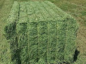 Alfalfa Hay required