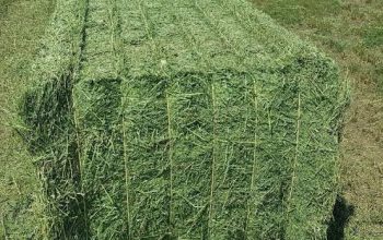Alfalfa Hay required