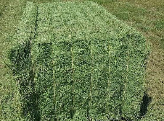 Alfalfa Hay required