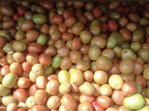 Fresh farm tomatoes