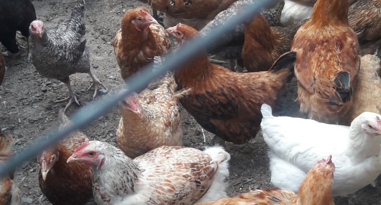 Sasso F1 chicken for sale