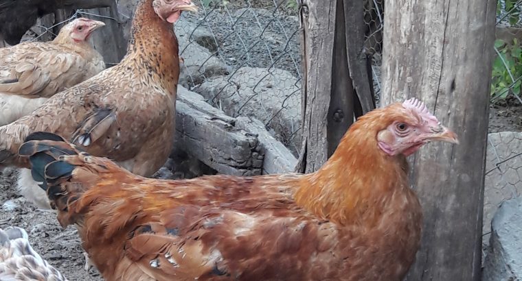 Sasso F1 chicken for sale