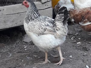 Sasso F1 chicken for sale