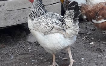 Sasso F1 chicken for sale