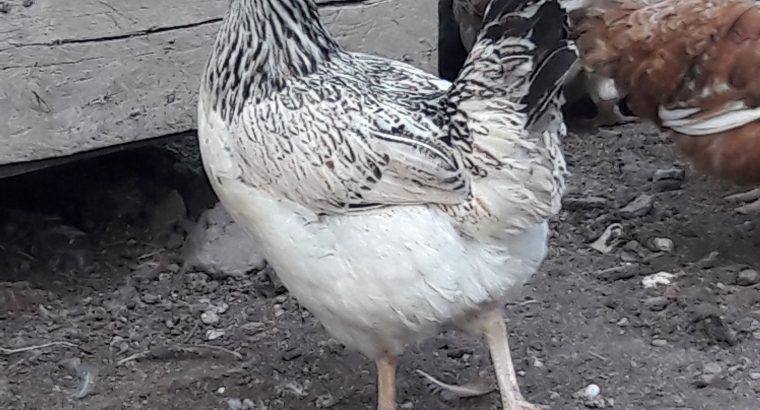 Sasso F1 chicken for sale