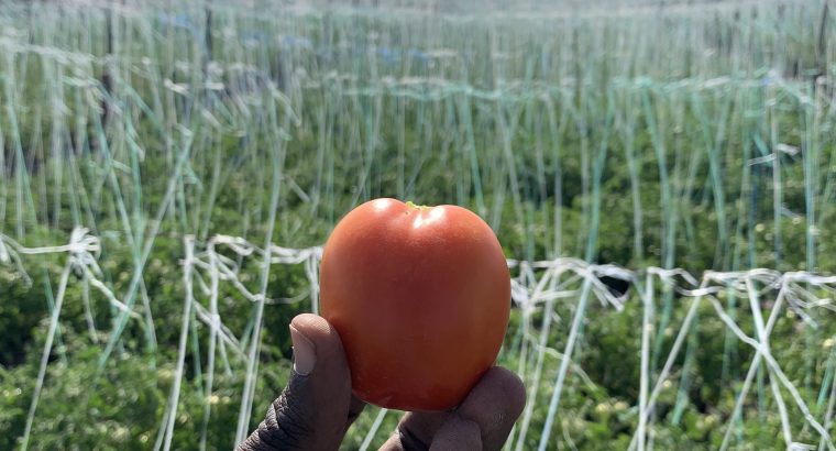Fresh farm tomatoes