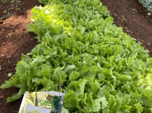 Organic Lettuce for Sale